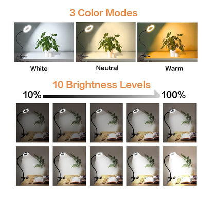 Desktop Lamp w/ Clamp & 10 Brightness Levels
